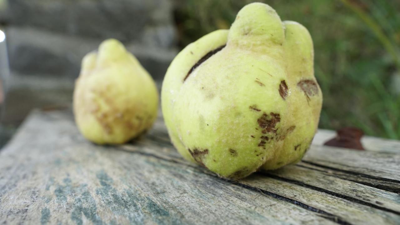 BorlestiCasa Cu Fantana别墅 外观 照片