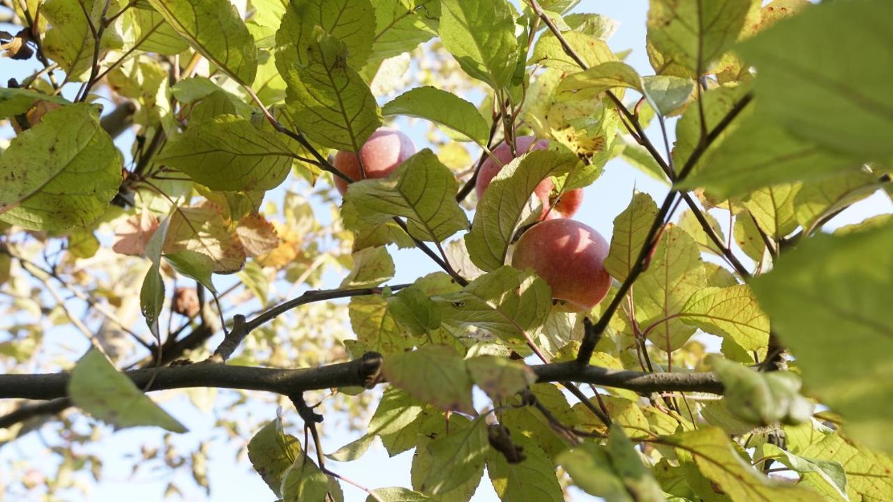 BorlestiCasa Cu Fantana别墅 外观 照片